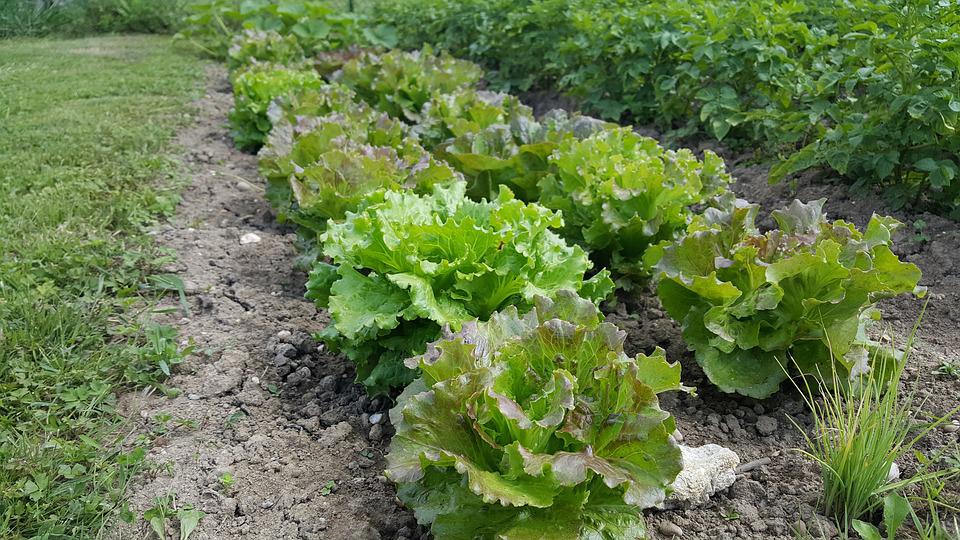 agro1